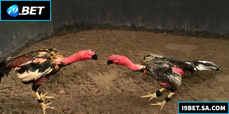 Đá Gà Đòn - Kinh Nghiệm Và Hướng Dẫn Chi Tiết Cho Người Mới Đá Gà Đòn - Kinh Nghiệm Và Hướng Dẫn Chi Tiết Cho Người Mới