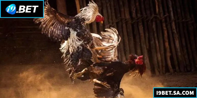 Đá Gà Thomo – Kinh Nghiệm Thắng Lớn Tại Nhà Cái Đá gà Thomo trực tuyến hấp dẫn, dễ chơi, tỷ lệ thắng cao cho mọi cược thủ