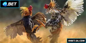 Đá Gà Thomo – Kinh Nghiệm Thắng Lớn Tại Nhà Cái