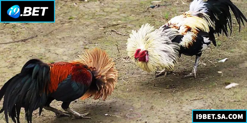 Đá Gà Tre – Bí Quyết Chọn Gà Và Kinh Nghiệm Thắng Lớn Đá Gà Tre – Bí Quyết Chọn Gà Và Kinh Nghiệm Thắng Lớn