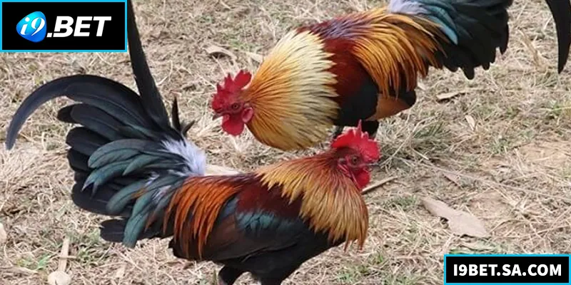 Đá Gà Tre – Bí Quyết Chọn Gà Và Kinh Nghiệm Thắng Lớn Hướng dẫn chơi đá gà tre hiệu quả, từ chọn gà đến chiến thuật cá cược