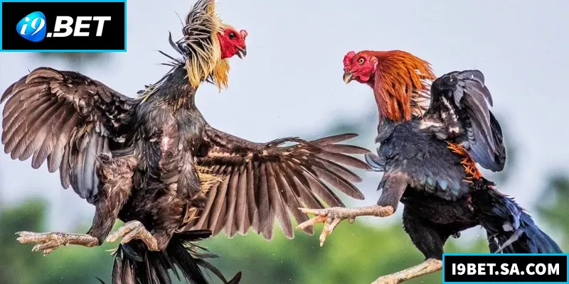 Đá Gà Đòn - Kinh Nghiệm Và Hướng Dẫn Chi Tiết Cho Người Mới Khám phá đá gà đòn trực tiếp với mẹo chơi và kinh nghiệm hiệu quả